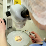 ¿Cuántos óvulos donados se asignan a una paciente en tratamiento de ovodonación?