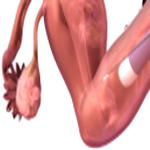 Aspiración de óvulos